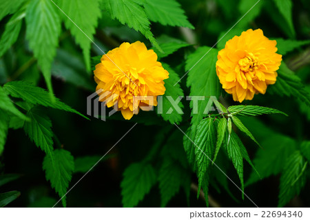 Flowers of Yaebuki's Yamabuki Flowers of Yaebuki's Yamabuki 22694340