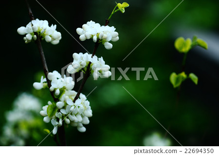 White Hanasou Flower 22694350