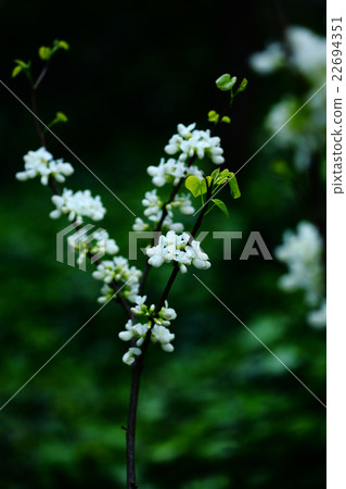 White Hanasou Flower 22694351