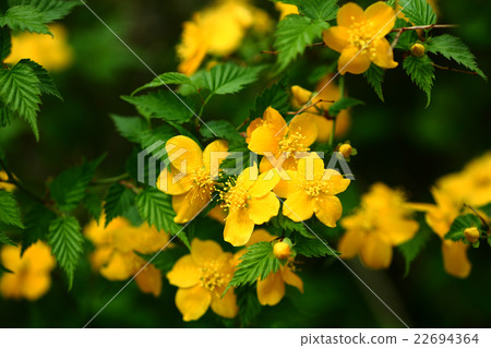 Yamabuki flower Yamabuki flower 22694364