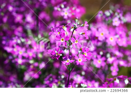 Primula full bloom 22694366