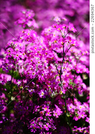 Primula full bloom Primula full bloom 22694367