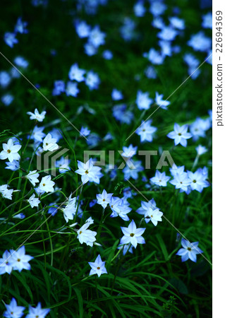 Blue Hananyla flower 22694369
