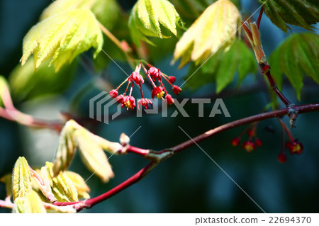 Flower of Hawt 22694370