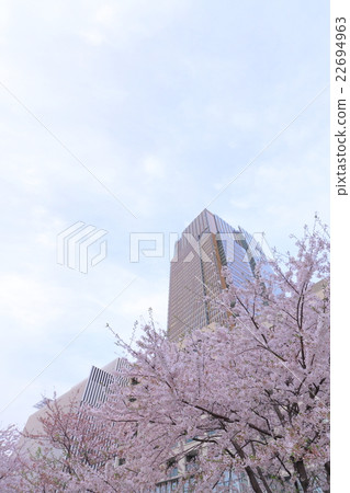 Cherry blossoms and skyscrapers 22694963