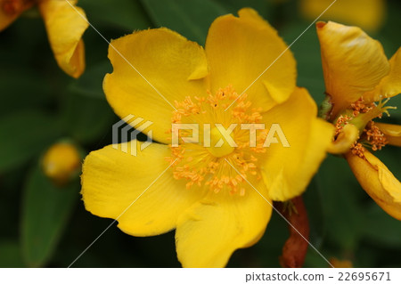 Quincebai Quincebai 22695671