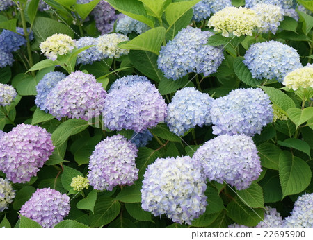 A group of hydrangeas A group of hydrangeas 22695900