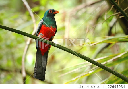 Parrot Trogon massena 22695984