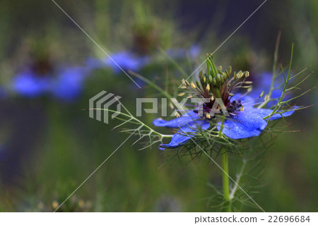 Nigella Nigella 22696684