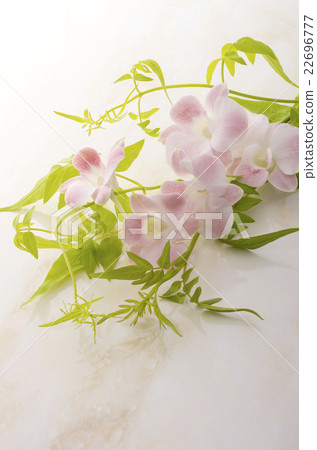 Denfare和Smilax 22696777