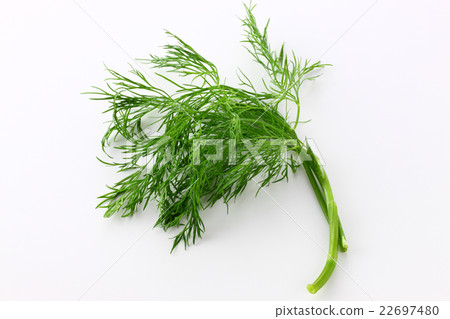 Dill 22697480