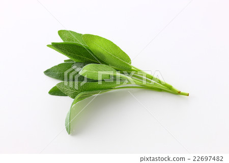 鼠尾草 鼠尾草 22697482