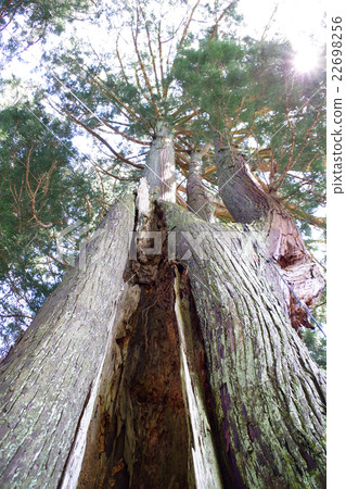 Ueyukawa Hachiman Shrine's big trees Sugi Hiroshima Prefecture Shobara-shi Takano cho Uemasawa 22698256