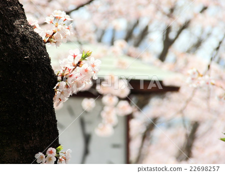Cherry blossom Cherry blossom 22698257