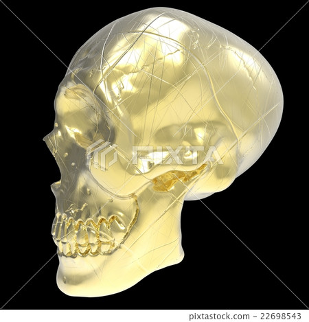 skull skull 22698543