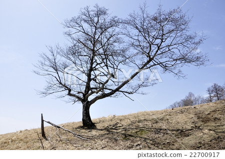 Tree stand on the ridge 22700917