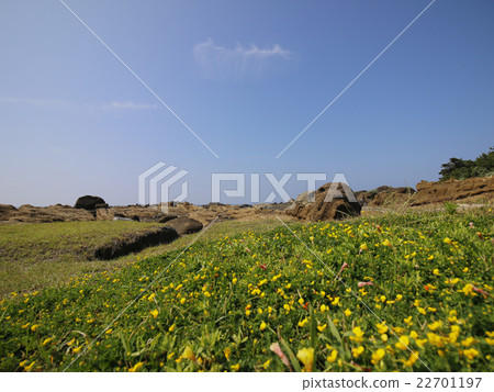 Blue sky and flower blooming beach Blue sky and flower blooming beach 22701197
