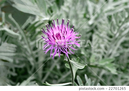 Centaura·Gimnocarpa 22701265