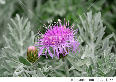 Centaura·Gimnocarpa 22701267