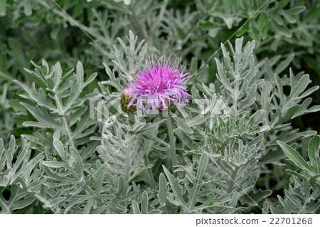 Centaura·Gimnocarpa 22701268