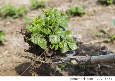 Strawberry bush on the old pitchfork 22701535