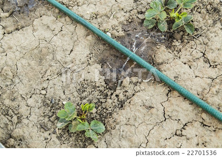 Garden hose with sprinkler spraying fresh water 22701536