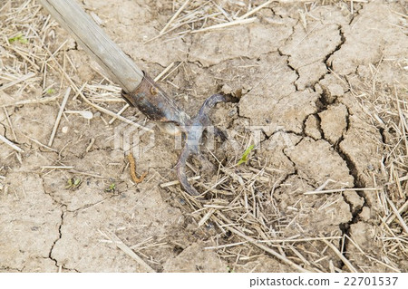 Forks in the ground 22701537