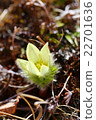 Tsukumogusa 22701636