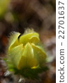 Tsukumogusa 22701637