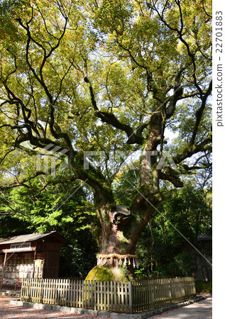 Atsuta Jingu Otsunisu (2016.4) 22701883