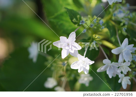 繡球 繡球 22701956