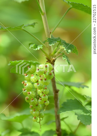 Blue fruit of the country currant 22702515