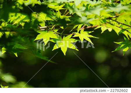 Fresh green 22702602