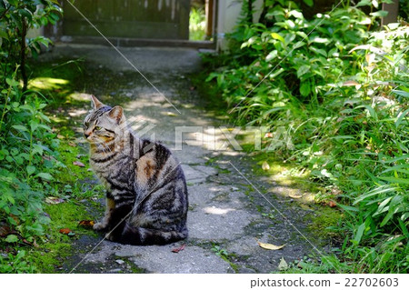 Cat Cat 22702603