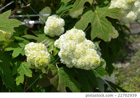 Kashiba Hydrangea (Kaikea Hydrangea) 22702939