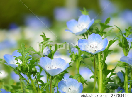 Nemophila · blue flower 22703464