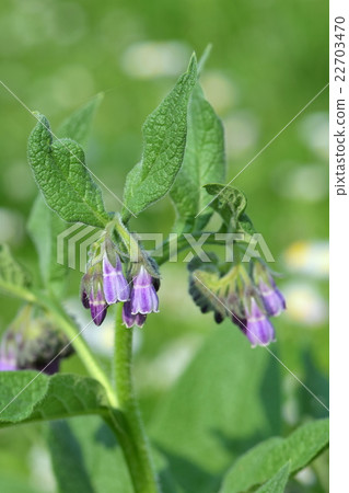 Comfrey 22703470
