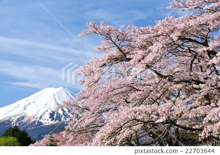 Fuji and cherry blossoms Fuji and cherry blossoms 22703644