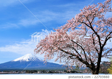Fuji and cherry blossoms 22703660