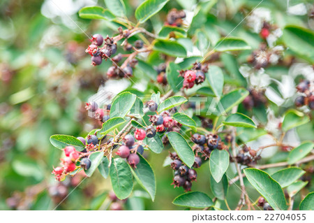 Green twig of irga 22704055