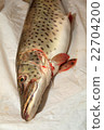 Fresh caught pike 22704200