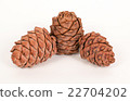 Pine cones on a white background 22704202
