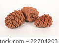 Pine cones on a white background 22704203