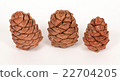 Pine cones on a white background 22704205