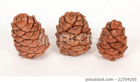 Pine cones on a white background Pine cones on a white background 22704205