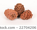Pine cones on a white background 22704206