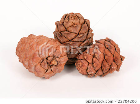 Pine cones on a white background Pine cones on a white background 22704206