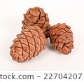 Pine cones on a white background 22704207