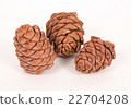 Pine cones on a white background 22704208