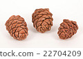 Pine cones on a white background 22704209